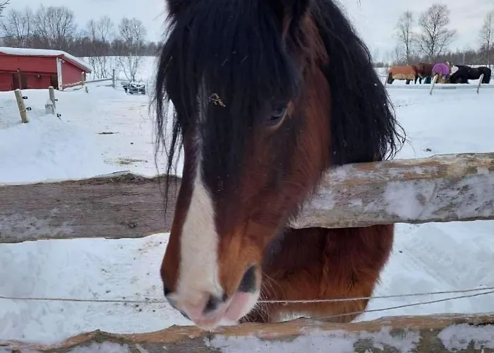 Olaasen Gard *